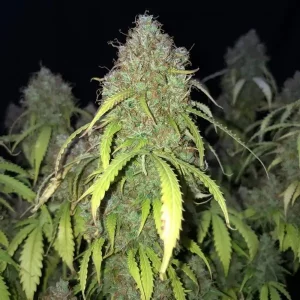 Auto Amnesia XL – Tanie nasiona BULK