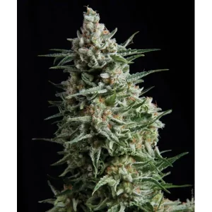 Auto Anesthesia – Pyramid Seeds