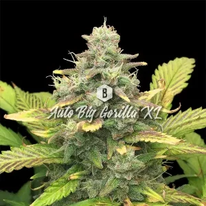 Auto Big Gorilla XL – Big Seedbank