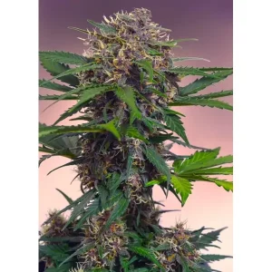 Auto Black Mazar XL – Tanie nasiona BULK