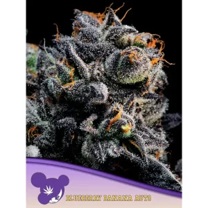 Auto Blueberry Banana – Anesia Seeds
