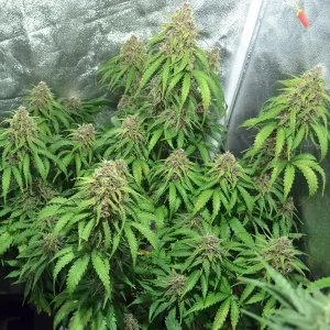 Auto Jack Diesel – Tanie nasiona BULK