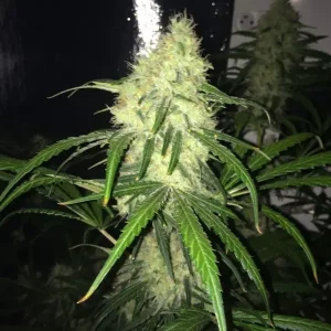 Auto Colombian Gold – Tanie nasiona BULK