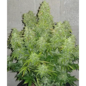 Auto Critical AK XL – Tanie nasiona BULK