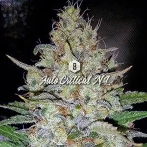 Auto Critical NL – Big Seedbank