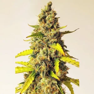 Auto Critical XL tanie nasiona BULK