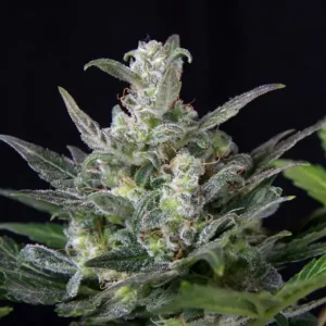 Auto Diesel – Tanie nasiona BULK