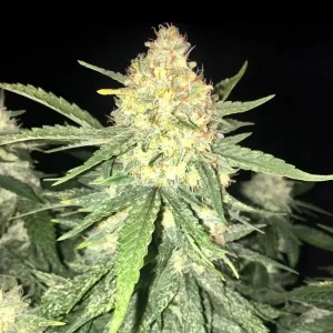 Auto Bruce Banner – Tanie nasiona BULK