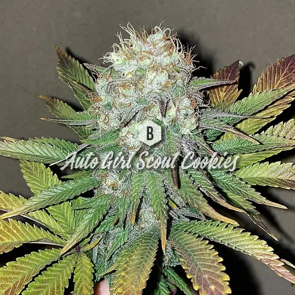 Auto Girl Scout Cookies – Big Seedbank Auto Girl Scout Cookies – Big Seedbank