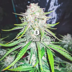Auto Gorilla Cookies – Big Seedbank