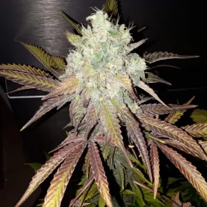Auto Grandaddy Purple – Tanie nasiona BULK