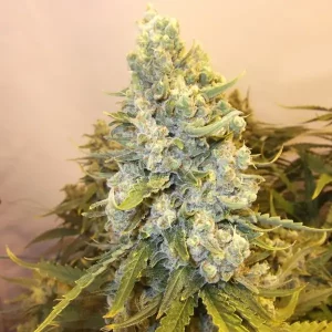 Auto Haze – Tanie nasiona BULK