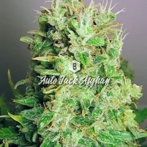 Auto Jack Afghan – Big Seedbank