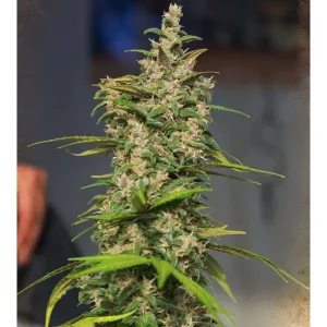 Auto Jack Diesel – Tanie nasiona BULK