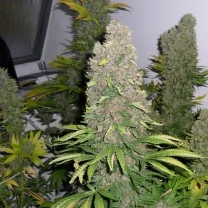Auto Jack Herer X-treme – Tanie nasiona BULK
