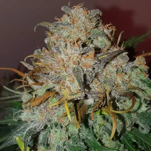Auto Jack Herer XL – Tanie nasiona BULK