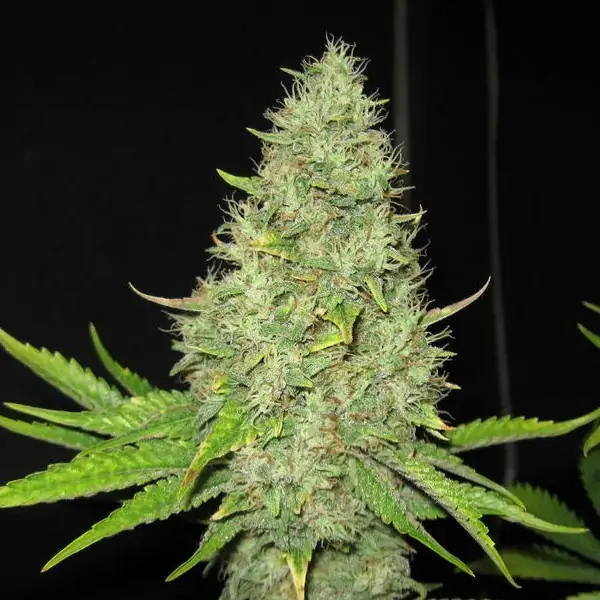 Auto Jack Herer – Tanie nasiona BULK Auto Jack Herer – Tanie nasiona BULK