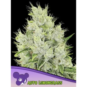Auto Lemongrass – Anesia Seeds