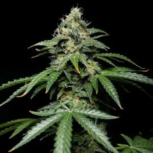 Auto Jack Diesel – Tanie nasiona BULK