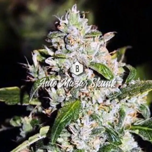Auto Mazar Skunk – Big Seedbank Auto Mazar Skunk – Big Seedbank