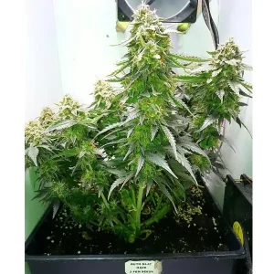 Auto NL47 Haze – Tanie nasiona BULK