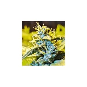 Auto Critical Hog – T.H. Seeds