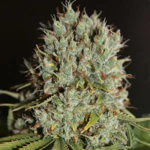Auto Northern Light tanie nasiona BULK