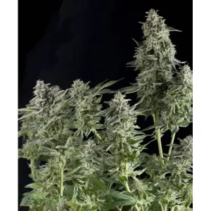 Auto Northern Lights – Pyramid Seeds