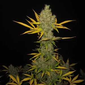 Auto OG Kush X-treme – Tanie nasiona BULK