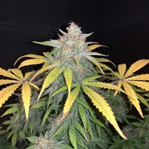 Auto OG Kush – Tanie nasiona BULK
