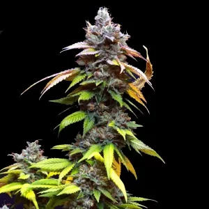 Auto Purple NL – Tanie nasiona BULK