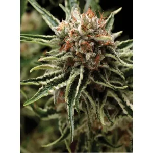 Auto Shark – Pyramid Seeds