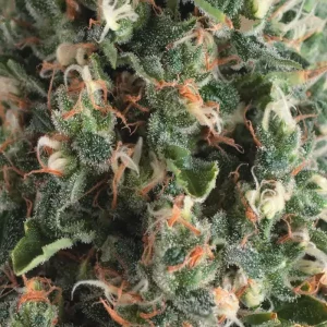 Auto Super OG Kush – Pyramid Seeds