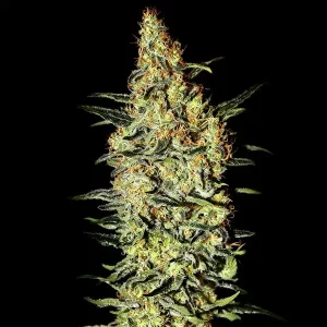 Auto THC Haze – Tanie nasiona BULK