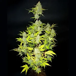 Auto Gelato – Tanie nasiona BULK