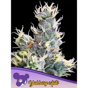 Auto Yuhbary – Anesia Seeds