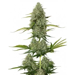 BCN Critical XXL Auto – Seed Stockers