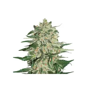 Big Bud – Seed Stockers