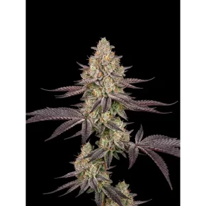 Biscotti Mintz Auto – Ganja Farmer Nasiona