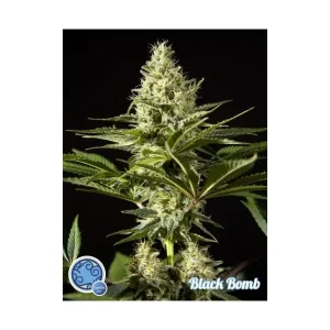 Black Bomb – Philosopher Seeds