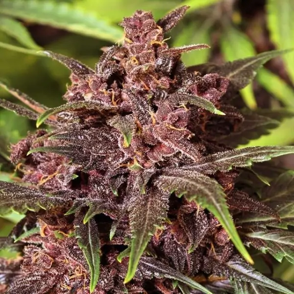 Black Haze Auto – Exotic Seed Black Haze Auto – Exotic Seed