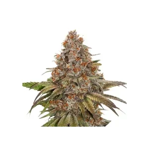 Blackberry Gum Auto – Seed Stockers