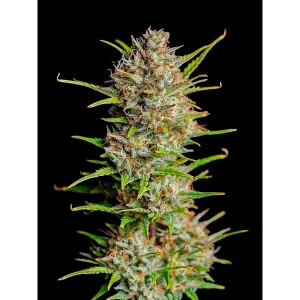 Blue Dream Auto – Ganja Farmer Nasiona