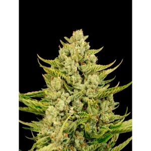 Blue Dream Fast – Ganja Farmer Nasiona
