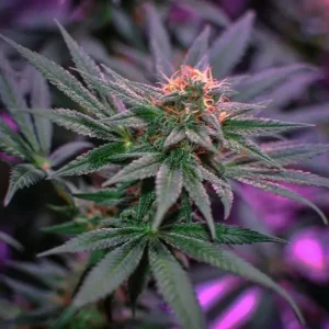 Blue Monkey – Exotic Seed