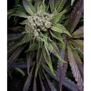 Blue Pyramid – Pyramid Seeds
