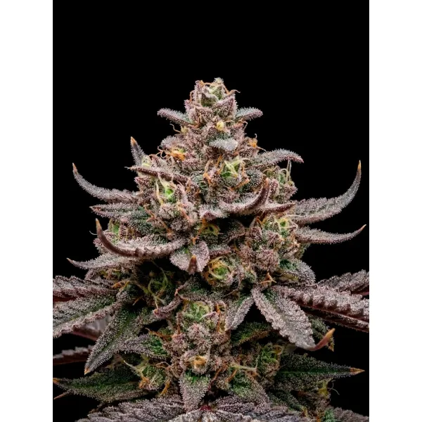 Blueberry Muffin Auto – Ganja Farmer Nasiona Blueberry Muffin Auto – Ganja Farmer Nasiona