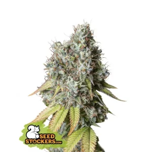 Bruce Banner Auto – Seed Stockers