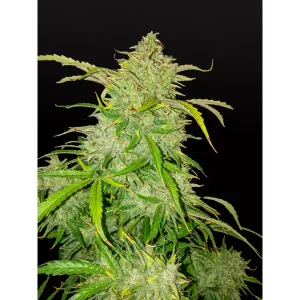 Bubble Gum Auto – Ganja Farmer Nasiona