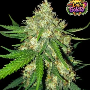 Cali Gelato Auto – Ganja Farmer Nasiona